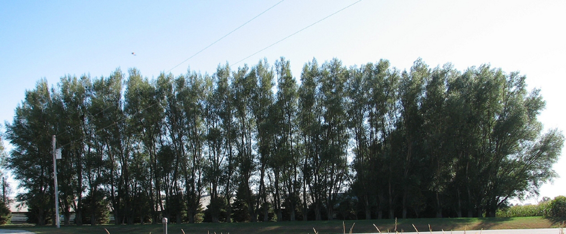 Hybrid Willow For Fast Growth